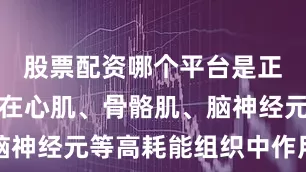 股票配资哪个平台是正规的尤其在心肌、骨骼肌、脑神经元等高耗能组织中作用关键